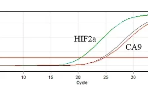 2x SYBR Ana Karışımı